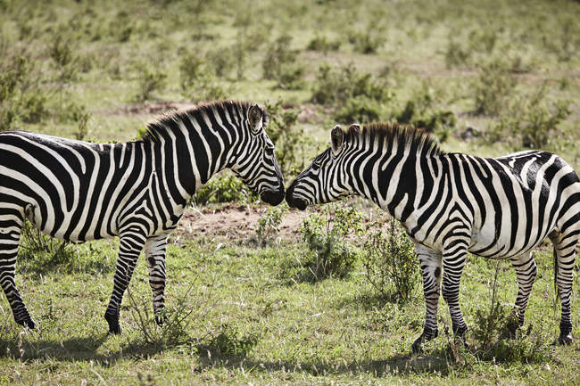 Due zebre faccia a faccia sul campo alla luce del sole — Foto stock