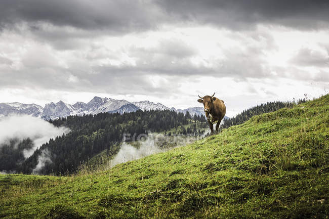 Vaca solitaria y montañas lejanas, Archensee, Tirol, Austria - foto de stock