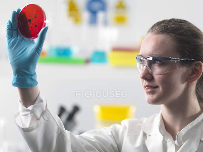 Scientist viewing cell cultures growing in petri dishes in lab — Stock Photo
