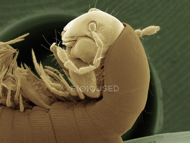 Coloured scanning electron micrograph of millipede — Stock Photo