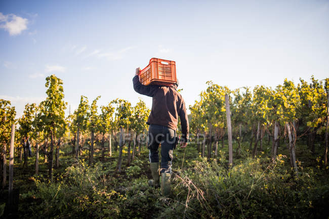 Rear view of young man carrying grape crate on shoulder in vineyard — Stock Photo