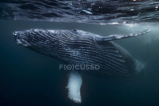Baleia jubarte nadando debaixo d 'água — Fotografia de Stock