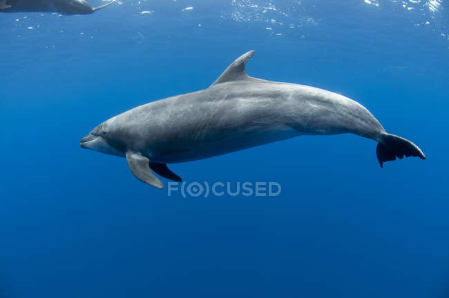 Vista submarina del delfín mular nadador - foto de stock