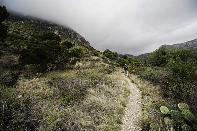 Young man hiking, Guadalupe mountains, Texas, USA — Stock Photo