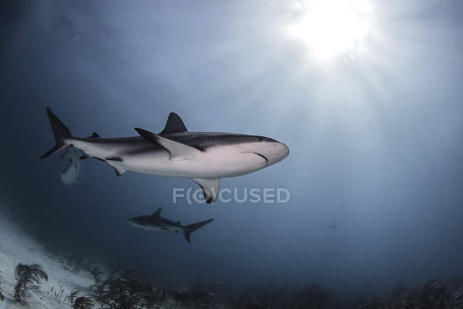 Groupe de requins taureaux nageant sous l'eau — Photo de stock