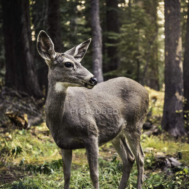 Female deer looking away while standing in forest — Stock Photo