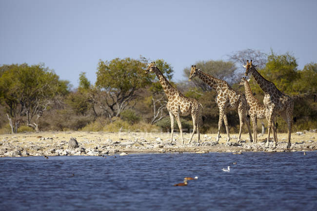 Giraffes at edge of lake in sunlight, Namibia, Africa — Stock Photo
