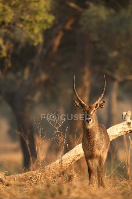 Portrait of alert waterbuck bull or Kobus ellipsiprymnus, Mana Pools National Park, Zimbabwe — Stock Photo