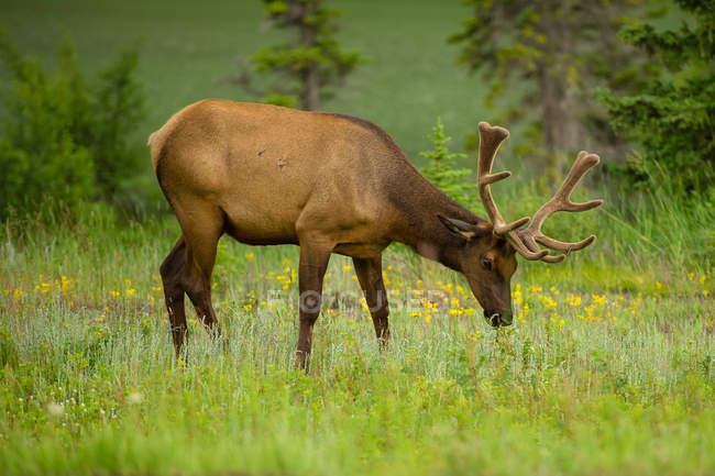 Rocky Mountain Elk pastando no campo, Jasper, Alberta, Canadá — Fotografia de Stock