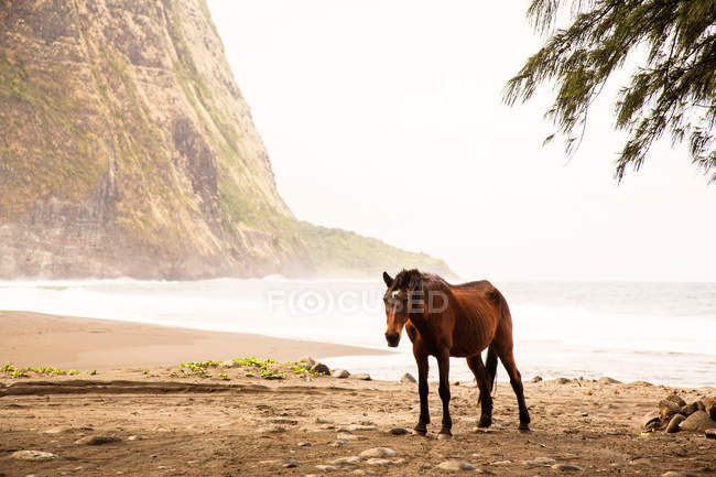 Horse walking on beach — Stock Photo