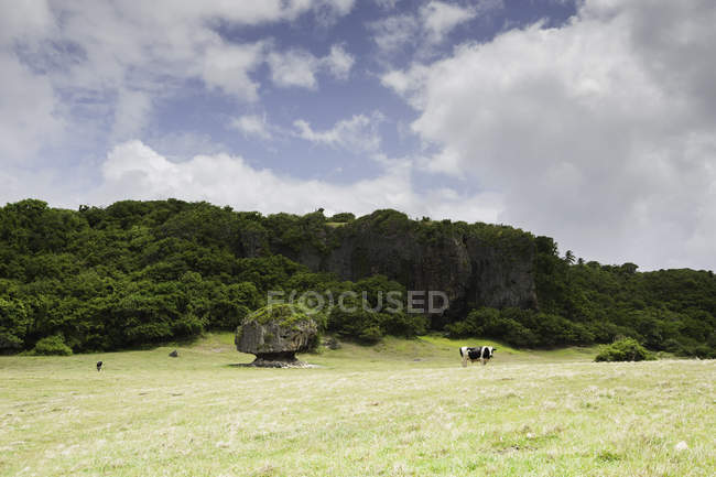 Коровы, пасущиеся на зеленом поле под облачным небом — стоковое фото