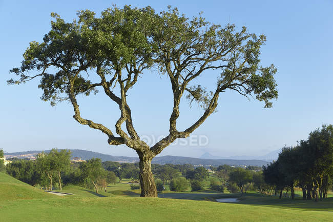Árbol grande en campo de golf en la luz del sol brillante - foto de stock