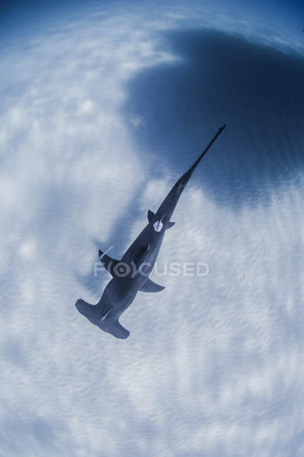 Gran tiburón martillo nadando cerca del fondo marino - foto de stock