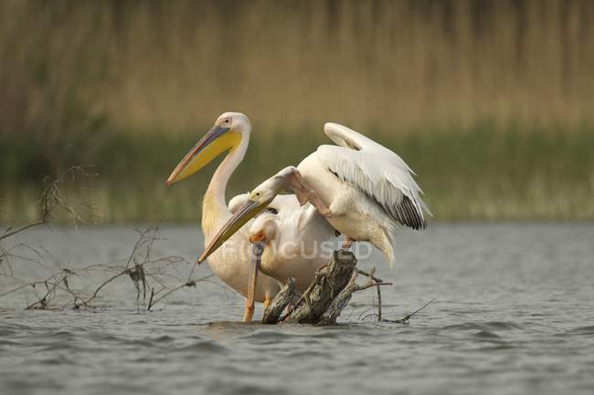 Grandes pelicanos brancos empoleirados em galho de árvore no rio — Fotografia de Stock