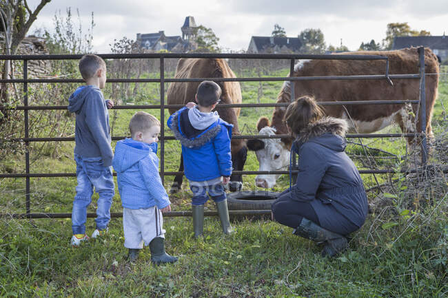 Мать и сыновья смотрят на коров через ворота — стоковое фото