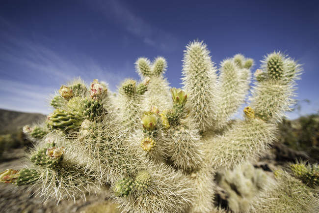 Blühender Kaktus, Joschua-Baum-Nationalpark, Kalifornien, Vereinigte Staaten — Stockfoto