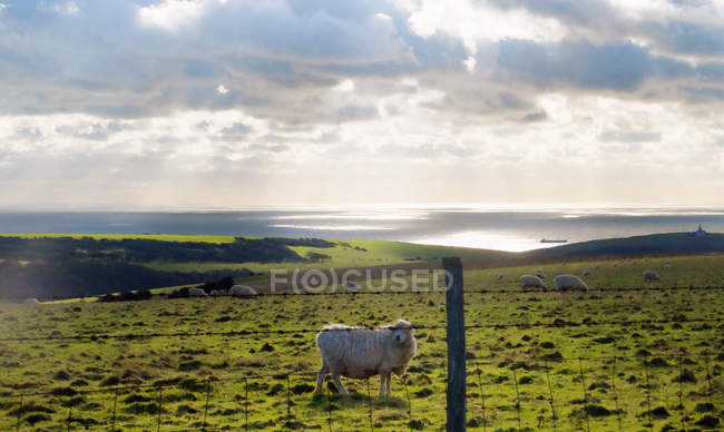 Ovelhas no campo atrás cerca na luz do sol — Fotografia de Stock