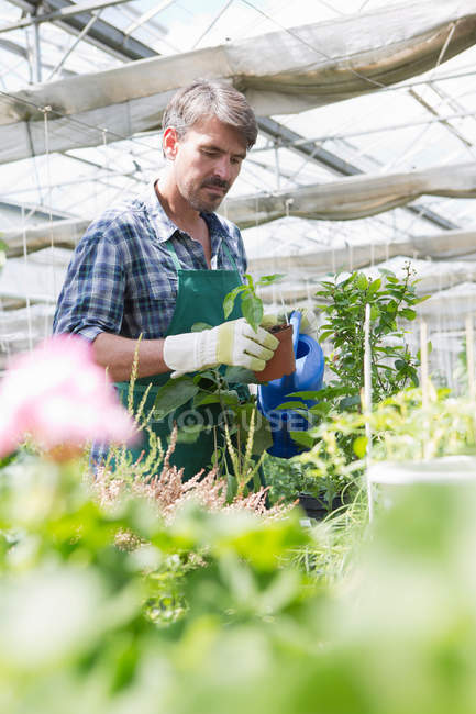 Agricultor ecológico regando plantas jóvenes en polytunnel - foto de stock