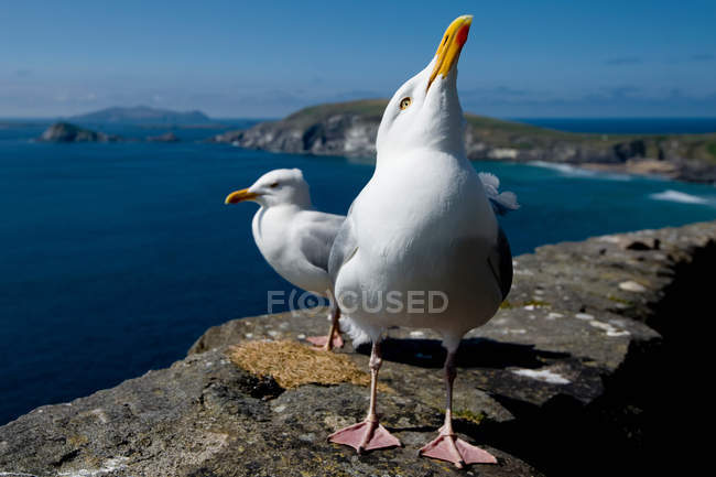 Чайки, ходьба на скелі біля берега моря в Ірландії, зменшеному вигляді, зосередитися на передньому плані — стокове фото