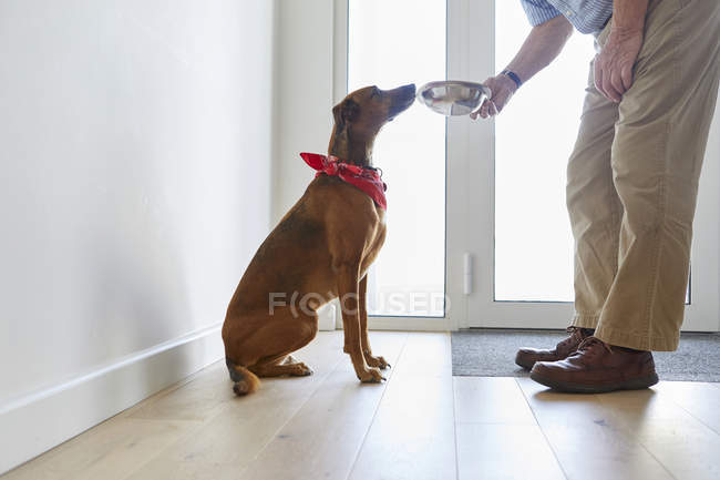 Человек держит металлическую миску рядом с собачьим носом — стоковое фото