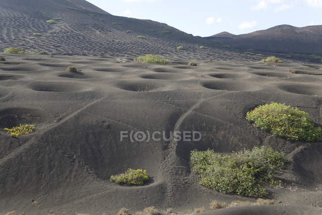 Uvas en suelo volcánico, Lanzarote, Islas Canarias, Tenerife, España - foto de stock