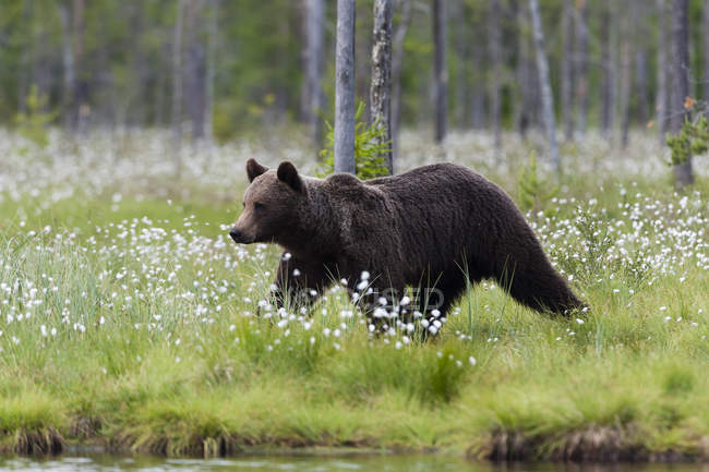 Orso bruno che cammina nella foresta vicino a kuhmo, Finlandia — Foto stock