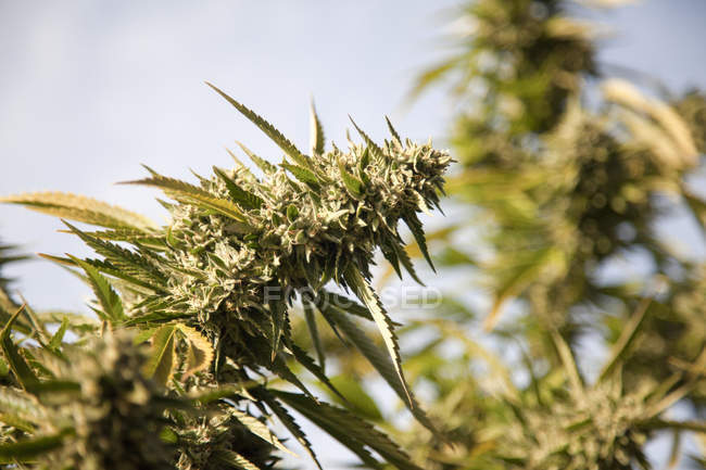 Primer plano de la flor de cannabis a la luz del sol - foto de stock