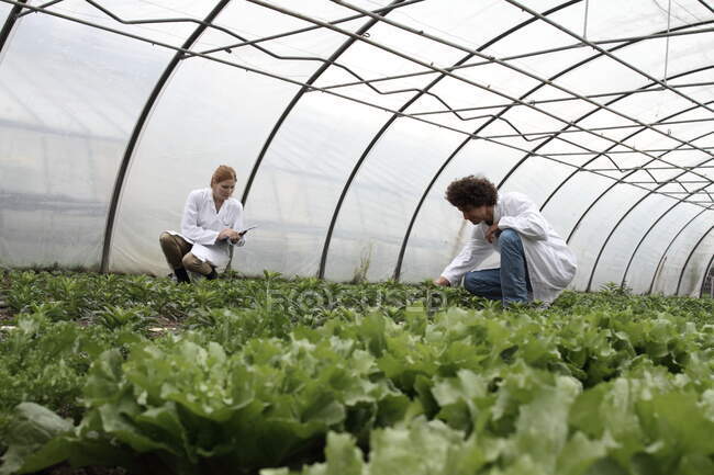Horticultores trabajando en invernadero - foto de stock