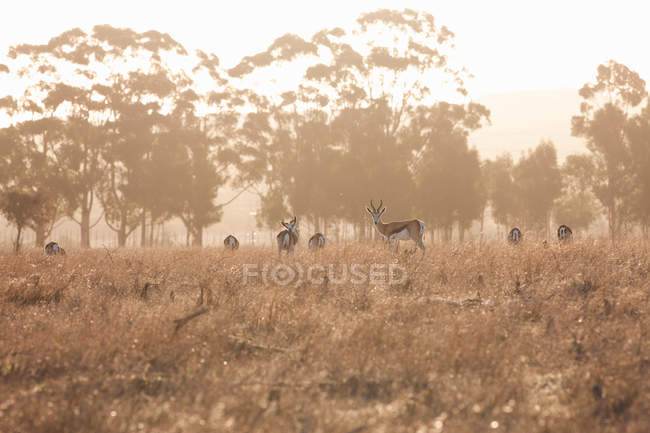 Manada de springboks na colina, Stellenbosch, África do Sul — Fotografia de Stock