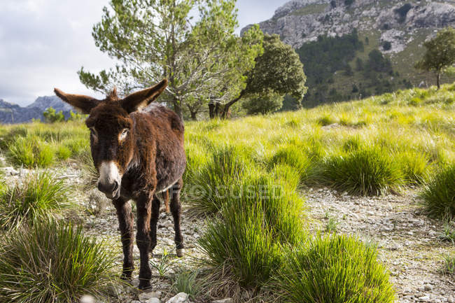 Asino catalano nella catena montuosa La Tramuntana, Maiorca, Spagna — Foto stock