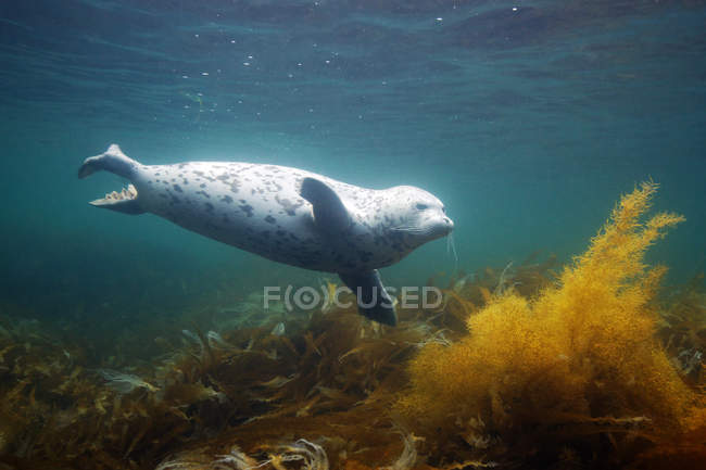 Белый пятнистый тюлень, плавающий под водой — стоковое фото