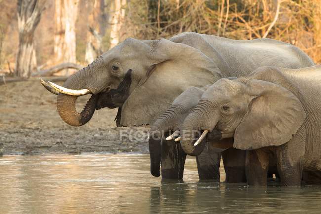 Elefantes africanos ou loxodonta africana em waterhole em piscinas de mana parque nacional, zimbabwe — Fotografia de Stock