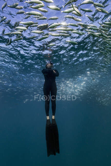 Buceador nadando a través del banco de sardinas, Port St. Johns, Sudáfrica - foto de stock
