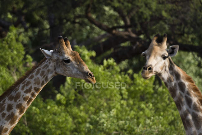 Vista lateral de duas girafas em okavango delta, botswana — Fotografia de Stock