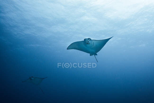 Dos manta rayas nadando bajo agua azul - foto de stock