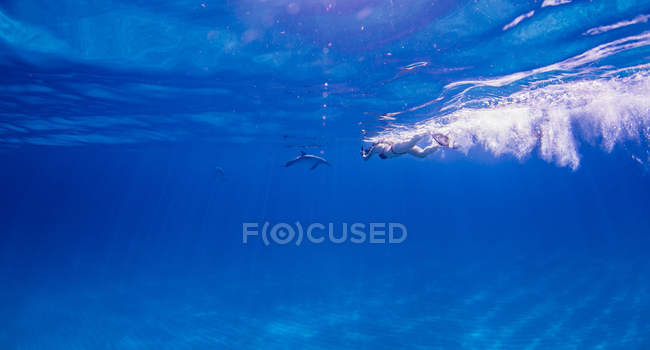 Mergulhador que segue golfinhos-manchados do Atlântico sobre o fundo do mar — Fotografia de Stock