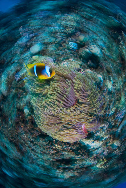 Clownfish scolarizzazione vicino impianto anemone sott'acqua — Foto stock
