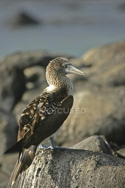 Side view of Blue-footed booby sitting on stone, Galapagos Islands, Ecuador — Stock Photo