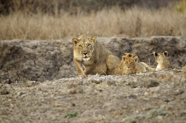Львица или пантера лео отдыхает с детёнышами в Национальном парке Мана-Пулс, Зимбабве — стоковое фото