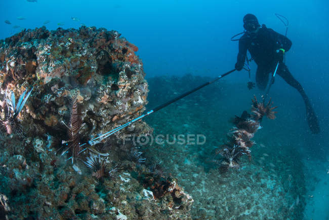 Diver raccoglie pesci leone invasivi dalla barriera locale — Foto stock