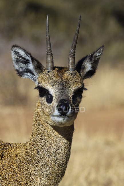 Retrato de Klipspringer cauteloso na África do Sul — Fotografia de Stock