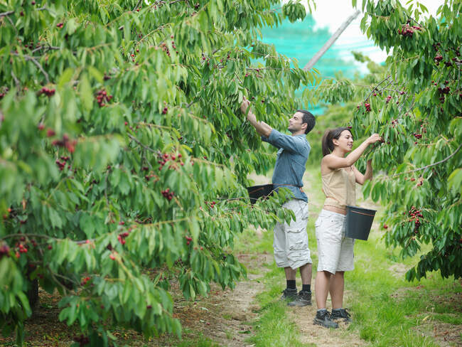 Farmers picking cherries in orchard — Stock Photo