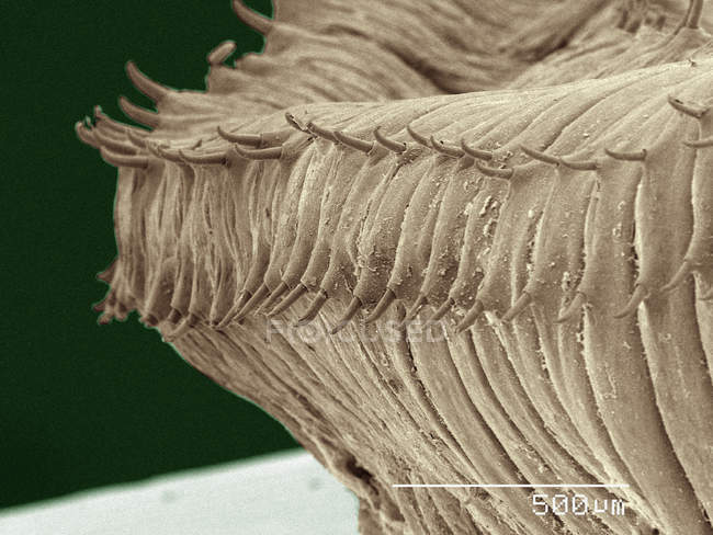 Coloured scanning electron micrograph of earthworm — Stock Photo