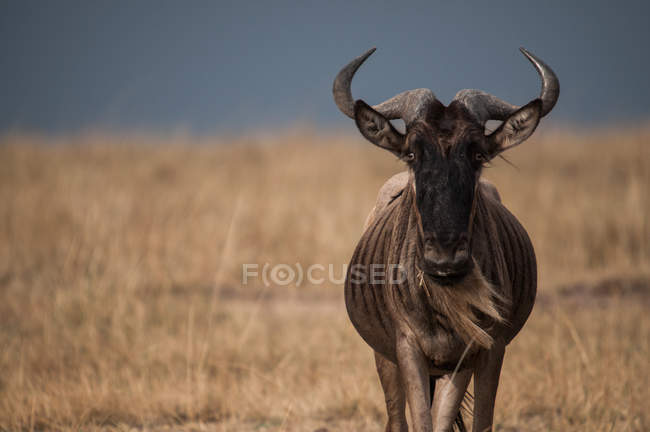 Lonely wildebeest in the African plains, Masai Mara, Kenya — Stock Photo
