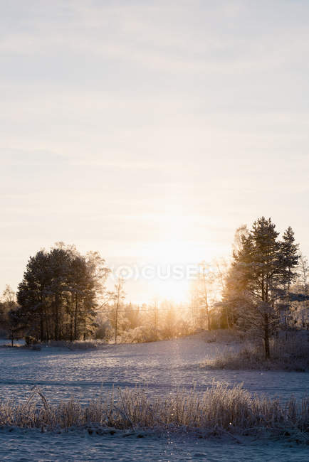 Schnee bedeckte Feld und Bäume bei Sonnenuntergang — Stockfoto