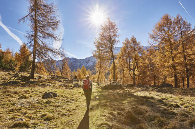 Rear view of Woman hiking in the forest, Schnalstal, South Tyrol, Italy — Stock Photo