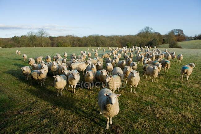 Vista del rebaño de ovejas de pie en el paisaje de campo - foto de stock