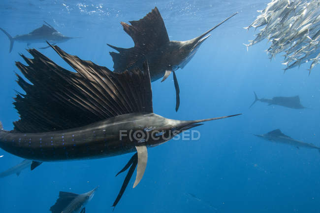 Schooling Atlantic sailfish swimming under blue water — Stock Photo