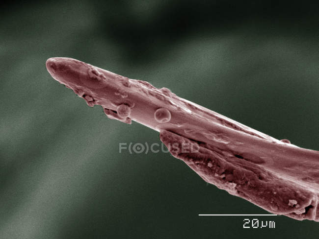 Micrógrafo electrónico de barrido coloreado de bocas de insectos asesinos - foto de stock