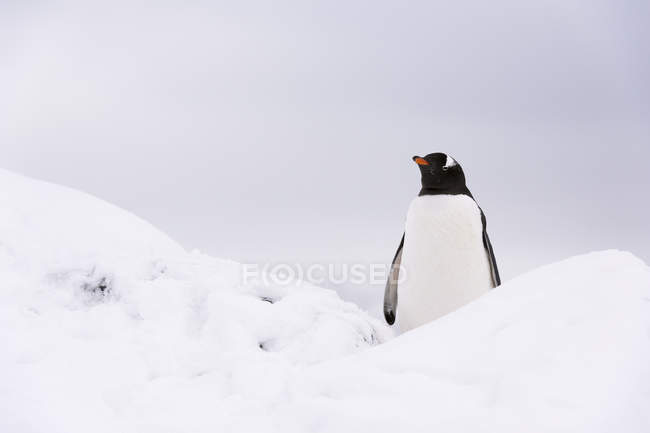 Pinguino di Gentoo nella neve, Isola di Petermann, Antartide — Foto stock